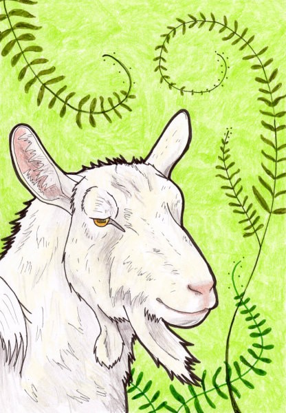 Saanen Goat