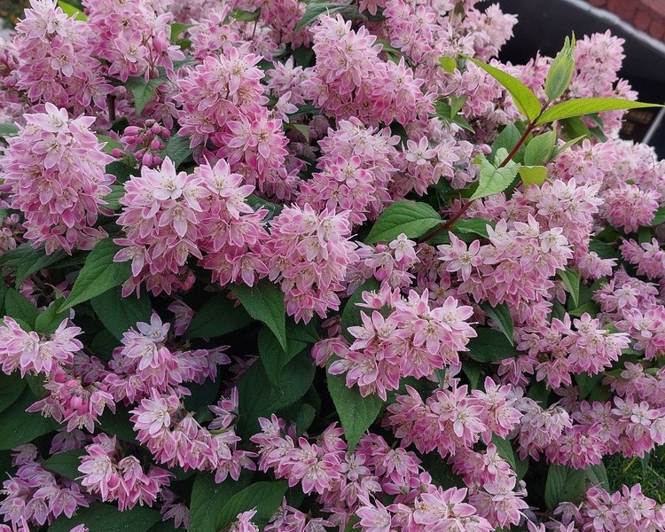 Pink Deutzia