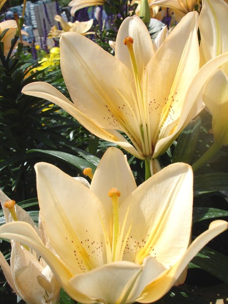 Flowers in my yard