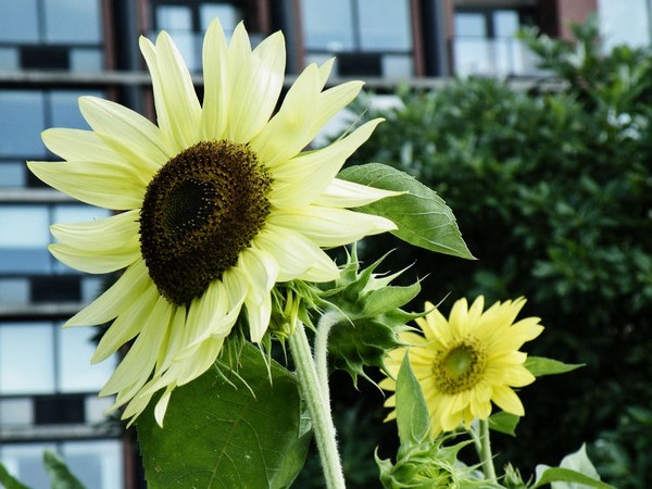 Sunflower Grows In Tribeca