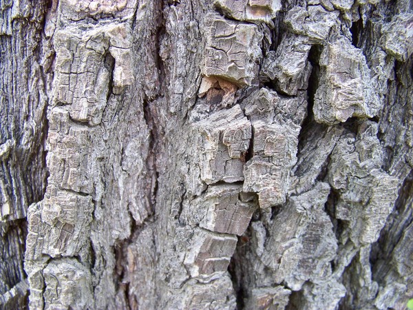 Tree Bark 2