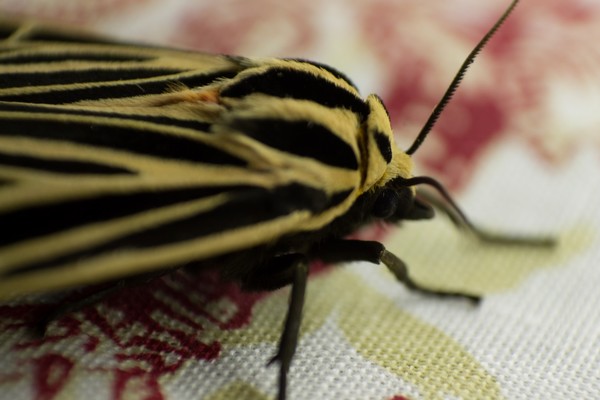 Tiger Moth 2