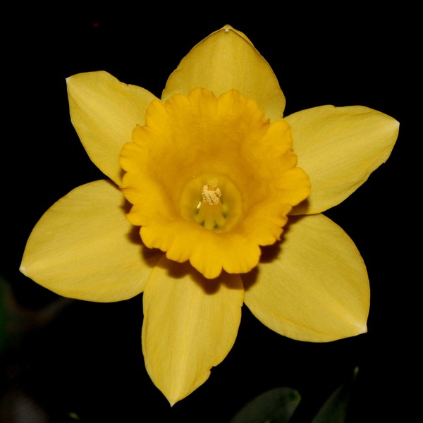 The Daffodil