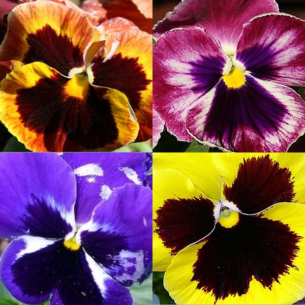 And there is Pansies...