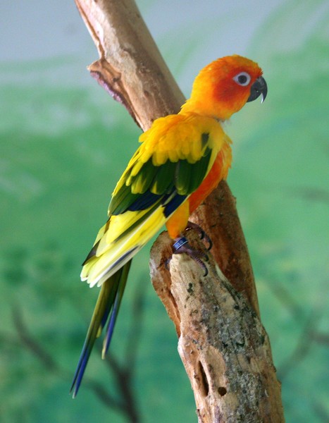Sun Conure