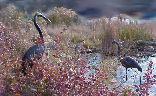 Sandhill Cranes