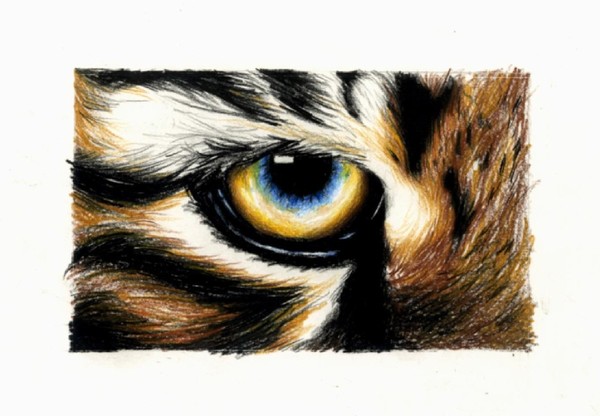 Tiger's Eye