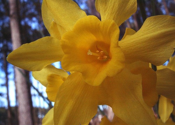 Daffy Dill