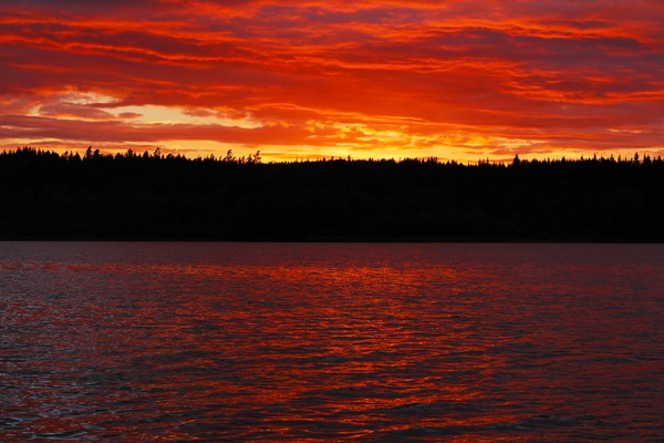 Forest on Fire