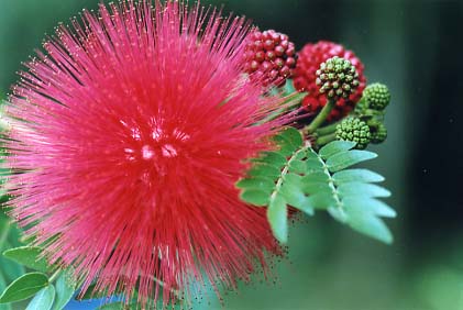 Red & Green