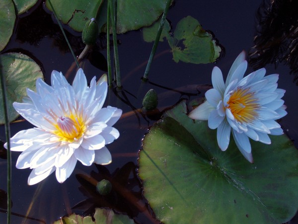 Blue Lilies