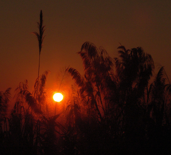 Grass fire