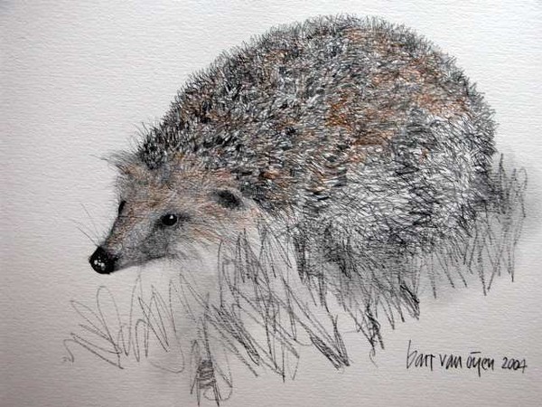 Hedgehog