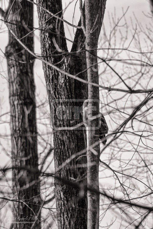 Peek-A-Boo, Red-tailed Hawk