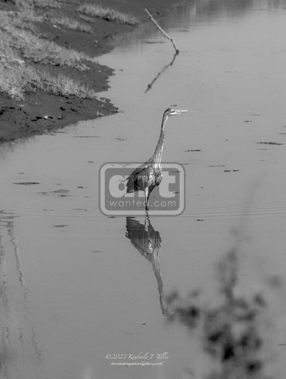 Heron in Canal P6740