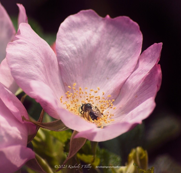 Rosa and a Bee P1510