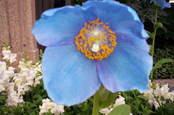 Blue poppie