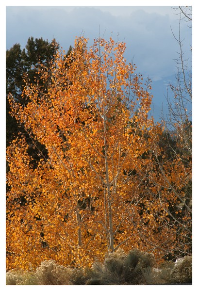 Golden Aspen