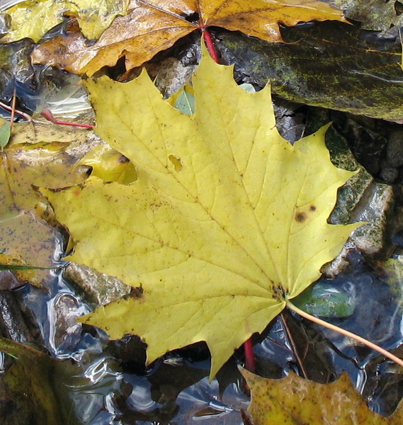 Dead Leaf