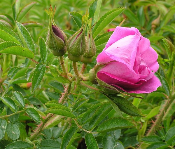 They call it a wild rose...