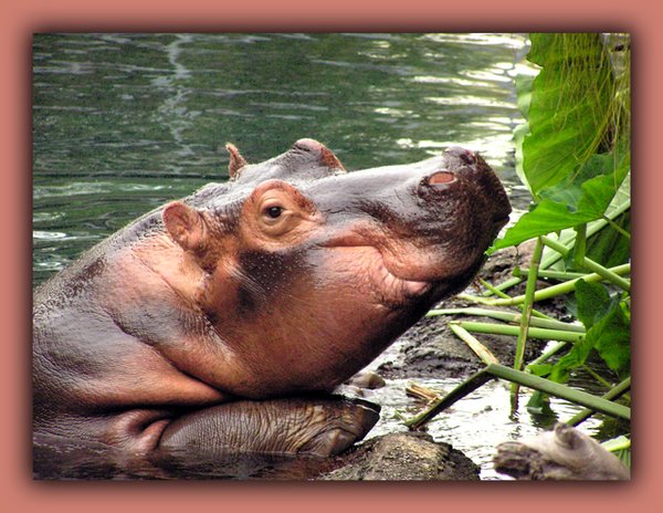 Smilimg Hippo