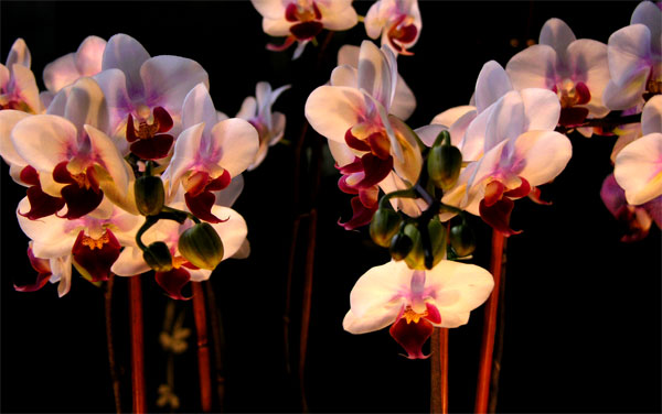 Night Flowers