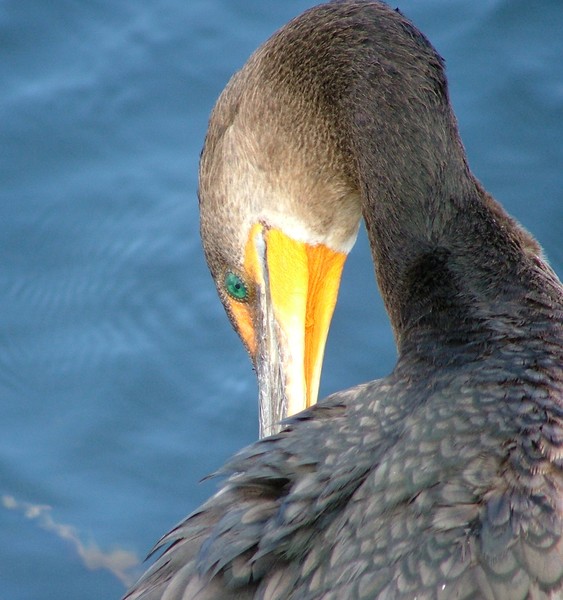 Double Crested Cormorant