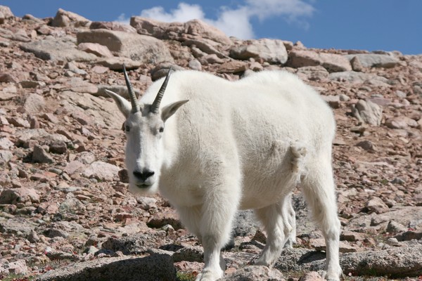 Mountain Goat