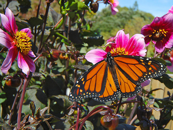 The Butterflies of Late Summer