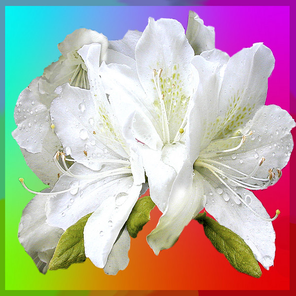 Winter Azalea