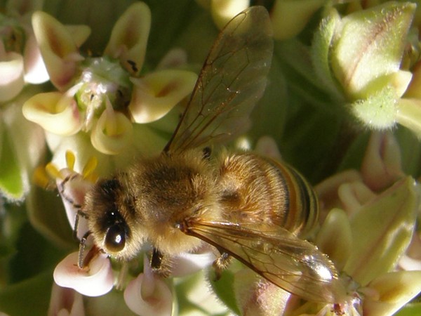 Nectar
