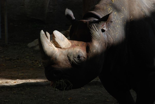 Rhino 