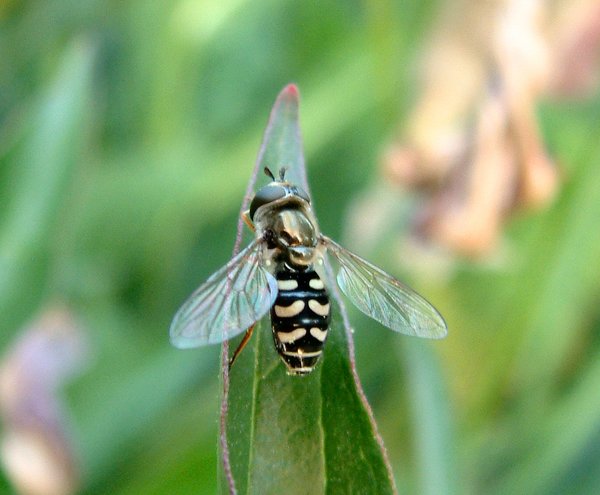 Some kind of Fly...?