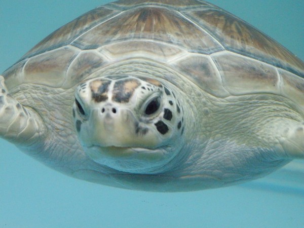 Turtle II