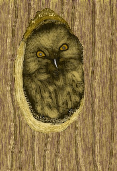 O298 Baby Owl