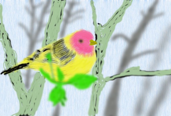 O339 Tanager