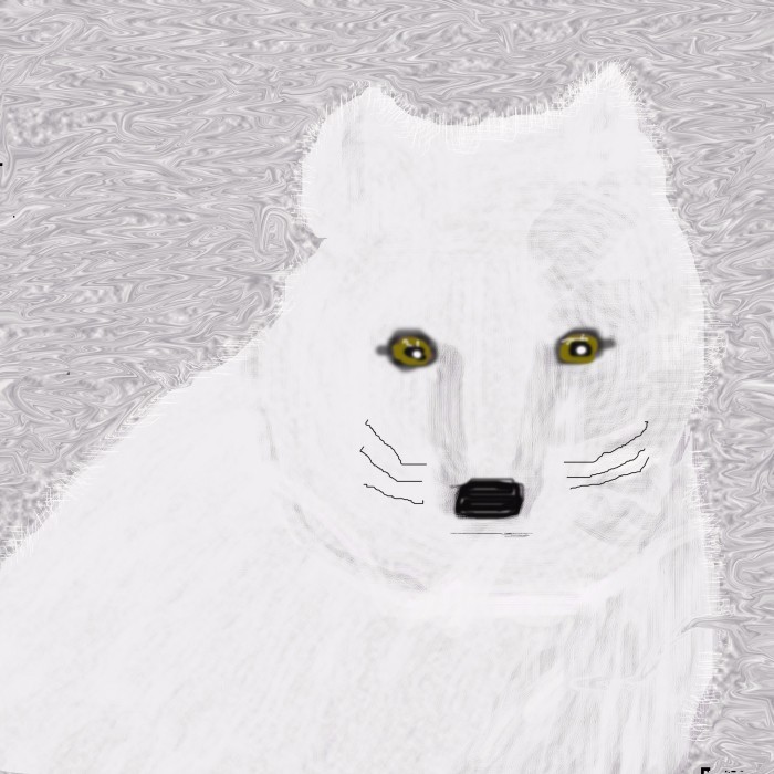 Portrait of an Arctic Fox (O750)
