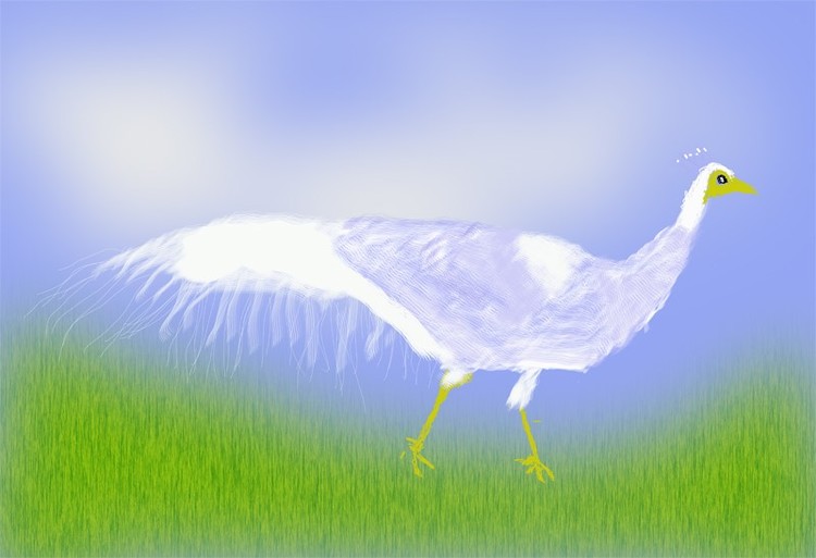 White Peacock O868