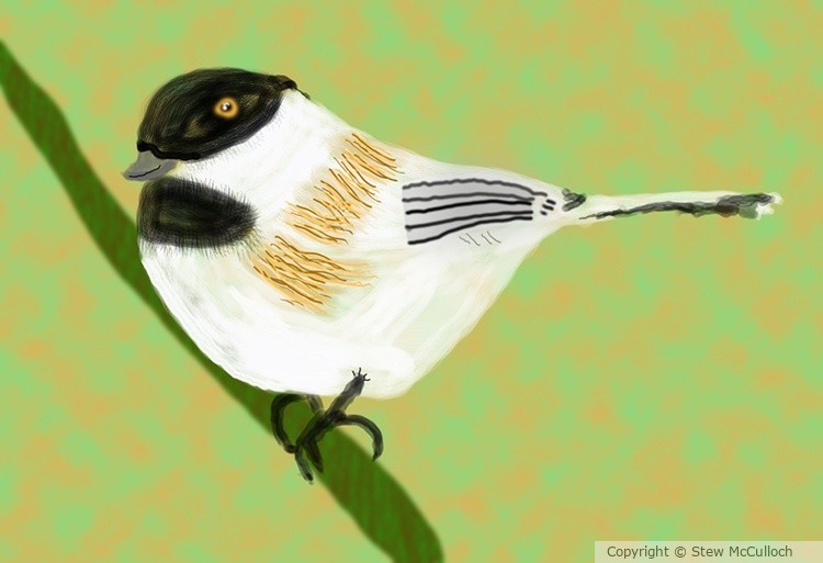 Chickadee   P351