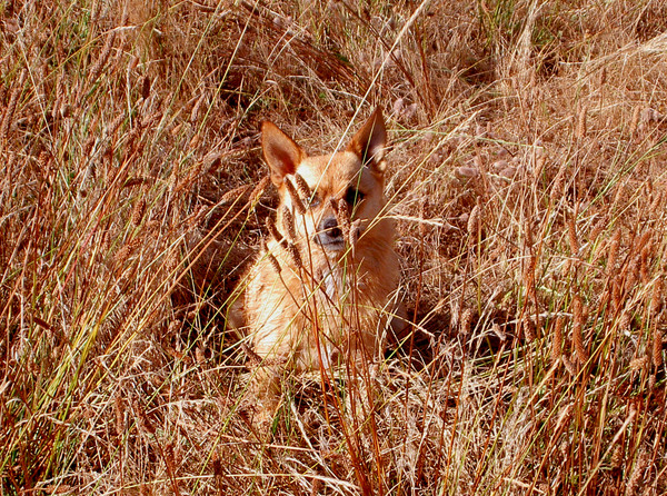Gracinator Camouflaged