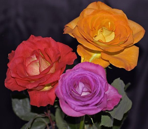 three colors
