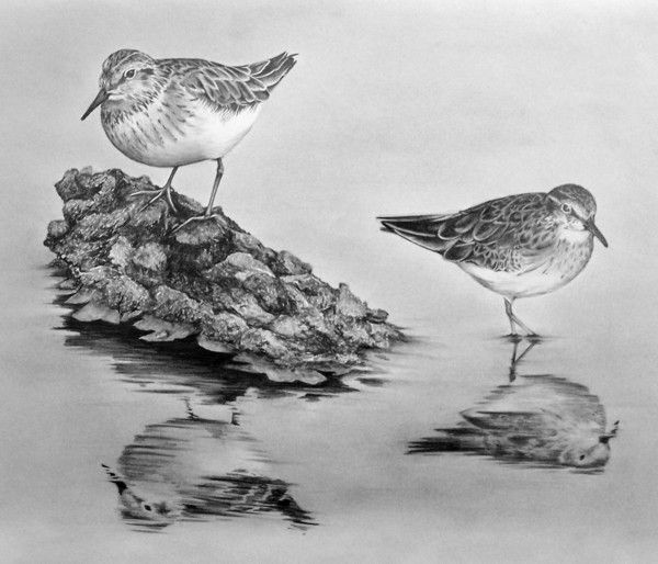 Sand Pipers