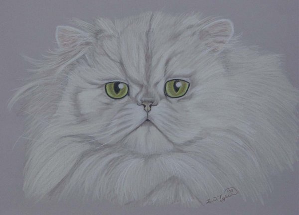 Chinchilla Cat.