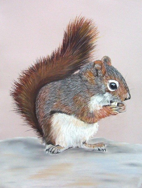 squirrel