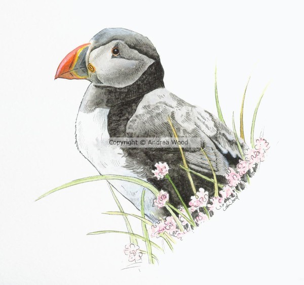 Puffin