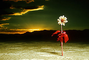 Desert Flower