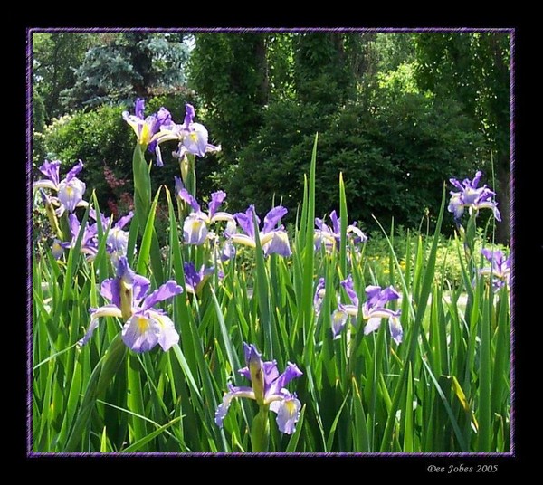 Irises for Helen