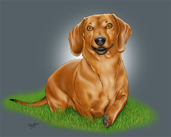 Dachshund