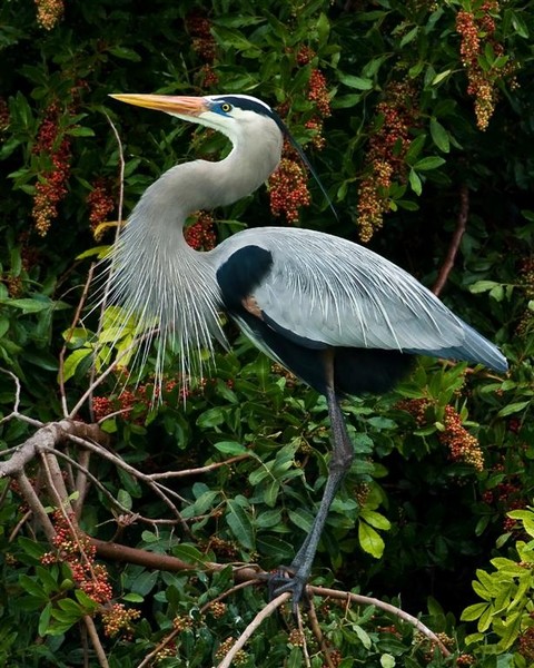 Blue Heron