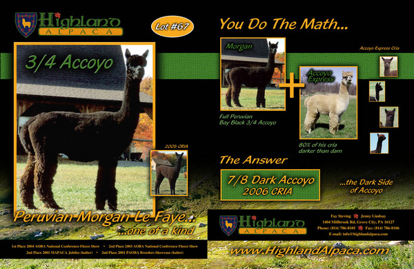 Highland Alpaca